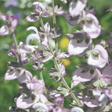 Clary Sage