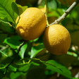 Lemon Heart