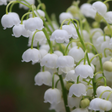 Lily of the Valley