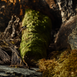 Oakmoss