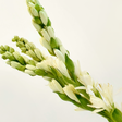 Tuberose